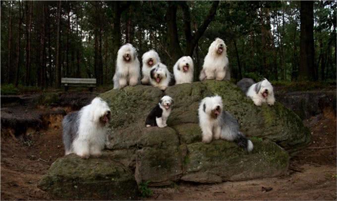 原来英国古代牧羊犬的生活是这样子的!