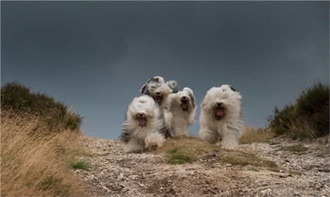 原来英国古代牧羊犬的生活是这样子的!