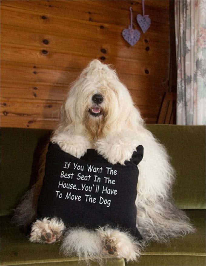 原来英国古代牧羊犬的生活是这样子的!