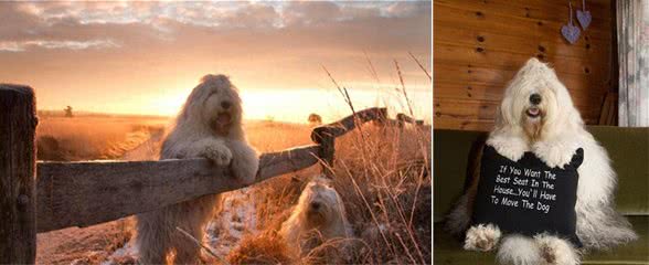 原来英国古代牧羊犬的生活是这样子的!