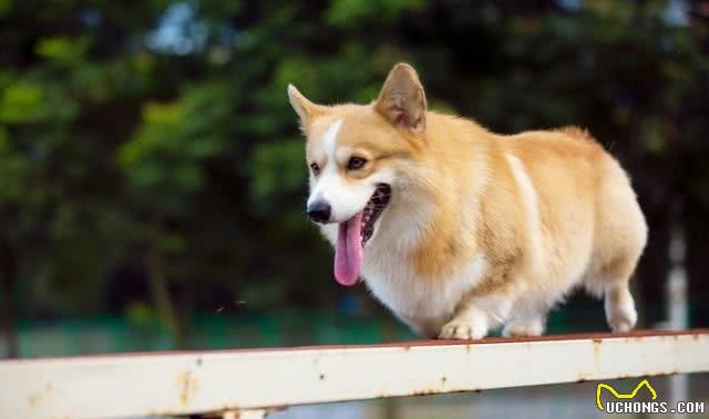 柯基犬性格和特点详解:与您的小伙伴更亲近