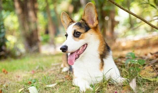 柯基犬性格和特点详解:与您的小伙伴更亲近