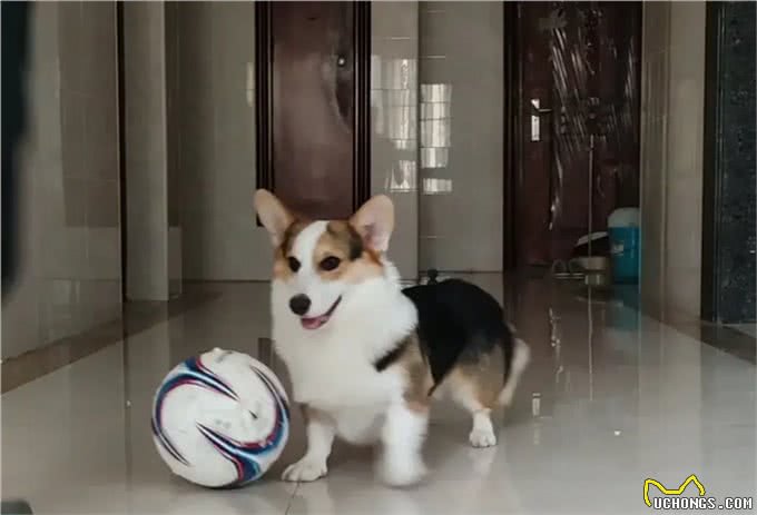 柯基犬性格和特点详解:与您的小伙伴更亲近