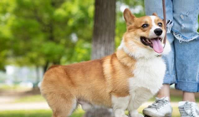 柯基犬性格和特点详解:与您的小伙伴更亲近