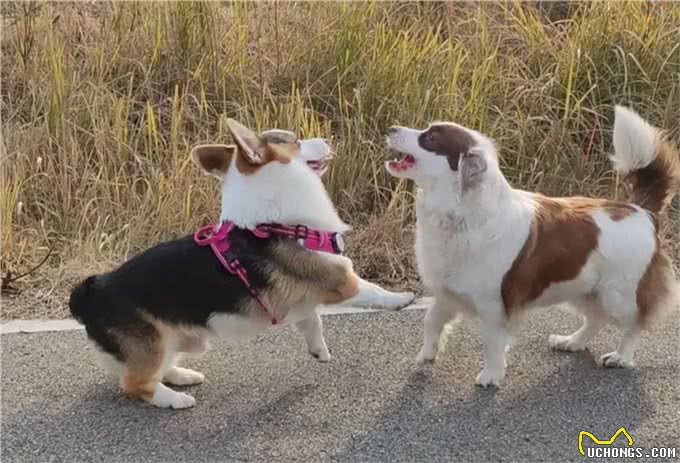 柯基犬性格和特点详解:与您的小伙伴更亲近