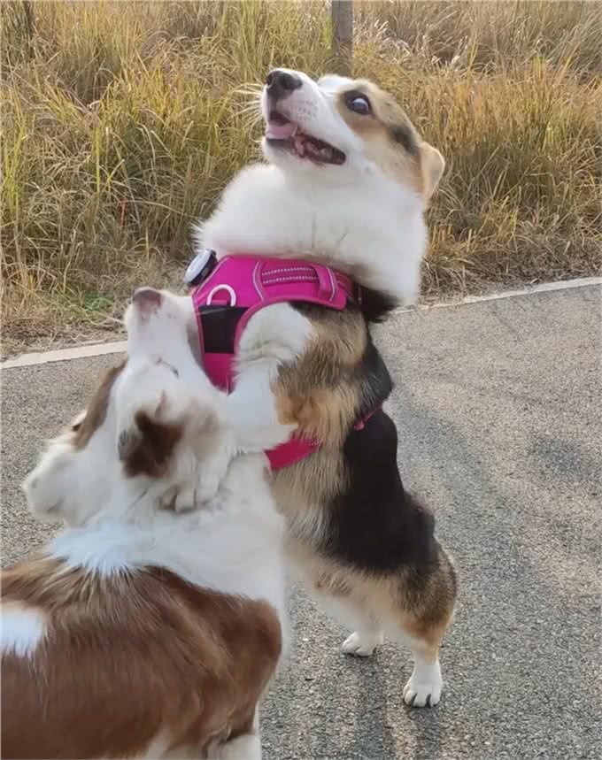 柯基犬性格和特点详解:与您的小伙伴更亲近