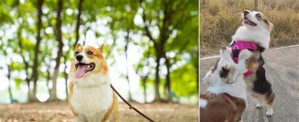 柯基犬性格和特点详解:与您的小伙伴更亲近