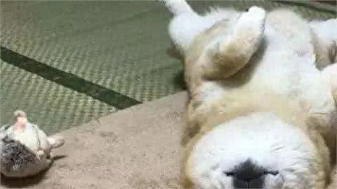 狗狗睡在这5个不同的地方，可能出问题了