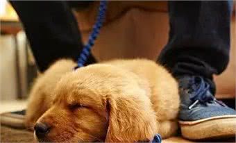 狗狗睡在这5个不同的地方，可能出问题了