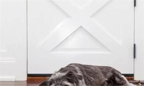 狗狗睡在这5个不同的地方，可能出问题了