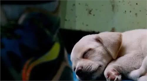 狗狗睡在这5个不同的地方，可能出问题了