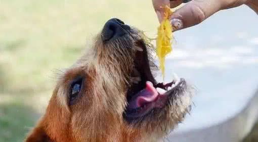 狗狗睡在这5个不同的地方，可能出问题了