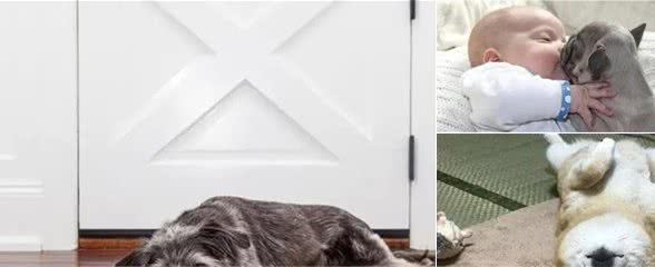 狗狗睡在这5个不同的地方,可能出问题了