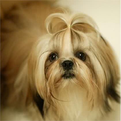 西施犬，曾经的老佛爷的最爱!