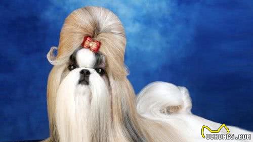 西施犬，曾经的老佛爷的最爱!