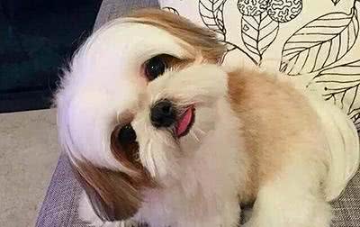 西施犬，曾经的老佛爷的最爱!