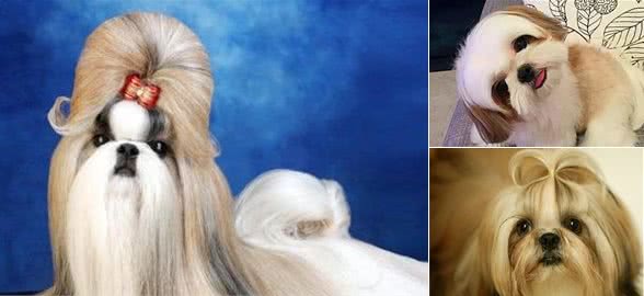 西施犬,曾经的老佛爷的最爱!