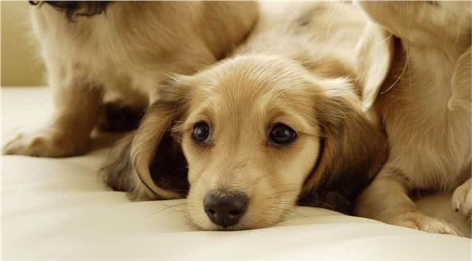 养狗狗的十点建议以及训练小狗握手