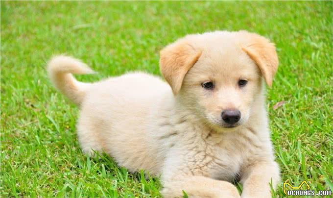 养狗狗的十点建议以及训练小狗握手