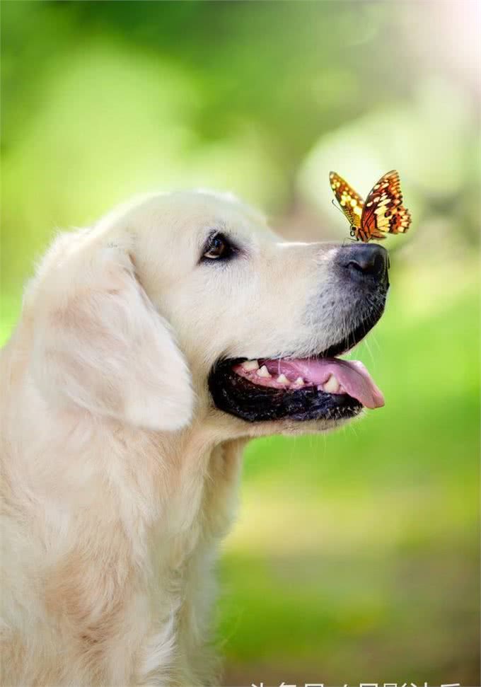 养狗狗的十点建议以及训练小狗握手