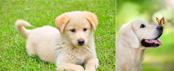 养狗狗的十点建议以及训练小狗握手