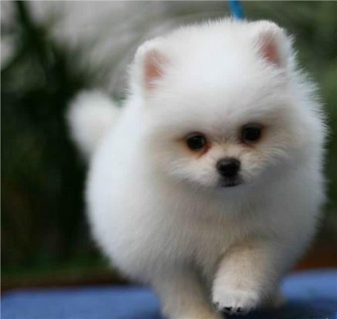 最可爱宠物狗,你家有没有,欢迎大家补充