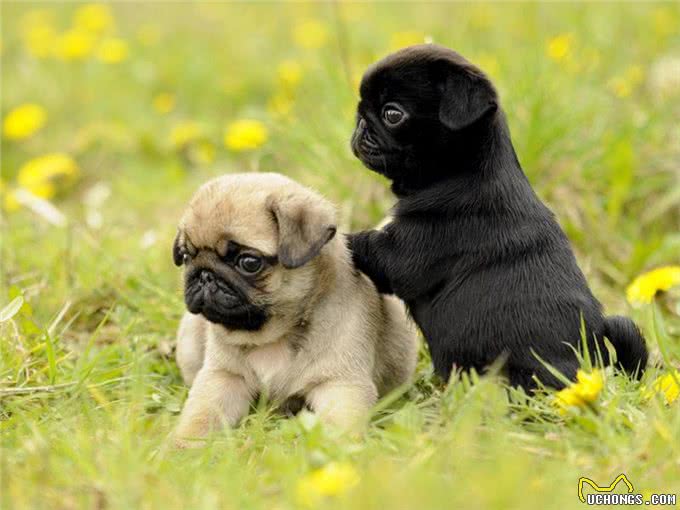 最可爱宠物狗,你家有没有,欢迎大家补充