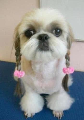 最可爱宠物狗,你家有没有,欢迎大家补充