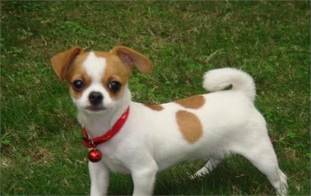 最可爱宠物狗,你家有没有,欢迎大家补充