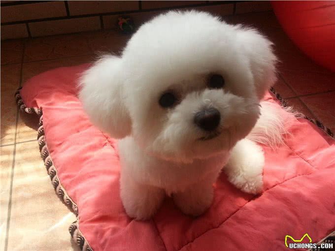 最可爱宠物狗,你家有没有,欢迎大家补充