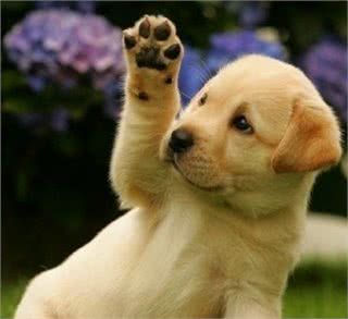 最可爱宠物狗,你家有没有,欢迎大家补充