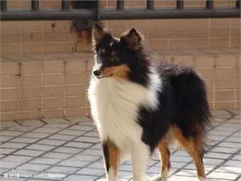 最可爱宠物狗,你家有没有,欢迎大家补充