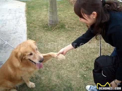 最可爱宠物狗,你家有没有,欢迎大家补充