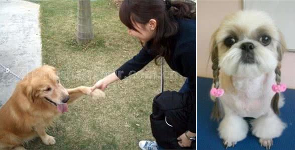 最可爱宠物狗，你家有没有，欢迎大家补充