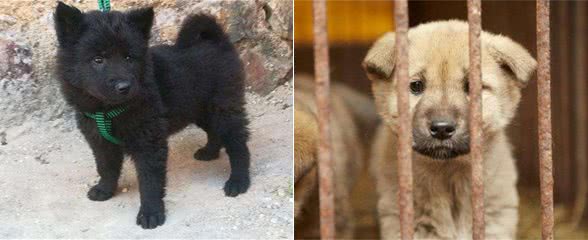 很多农民把狗养在房顶,不是为了镇宅,而是有不得已的苦衷