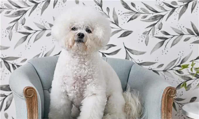 适合老年人训养的十大狗狗推荐,它们都以温顺著称