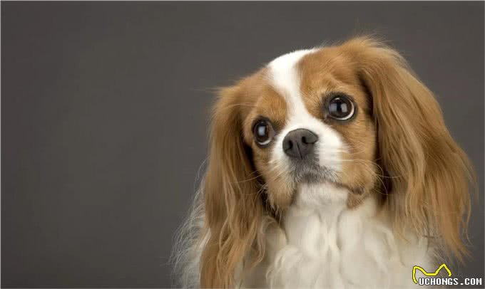 适合老年人训养的十大狗狗推荐,它们都以温顺著称