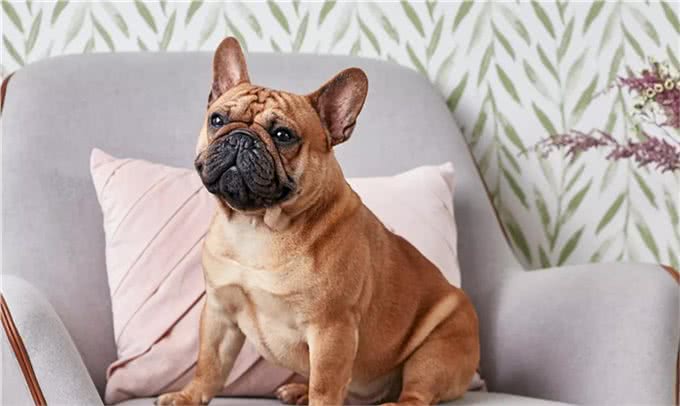 适合老年人训养的十大狗狗推荐,它们都以温顺著称