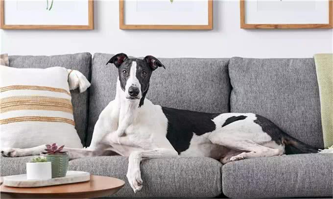 适合老年人训养的十大狗狗推荐,它们都以温顺著称