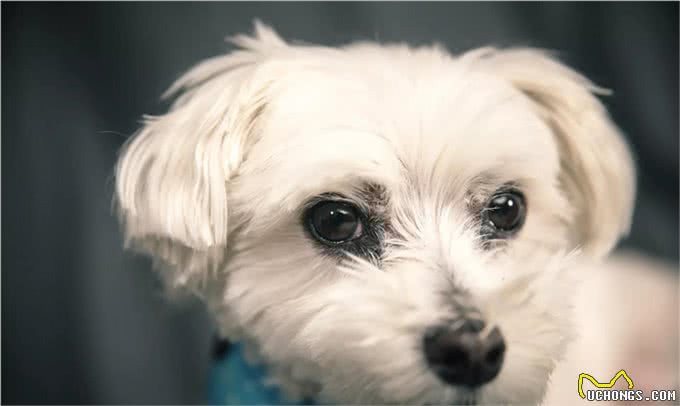 适合老年人训养的十大狗狗推荐,它们都以温顺著称