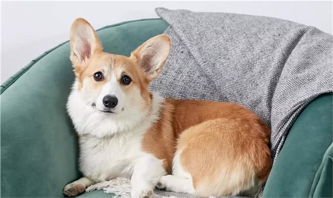 适合老年人训养的十大狗狗推荐,它们都以温顺著称