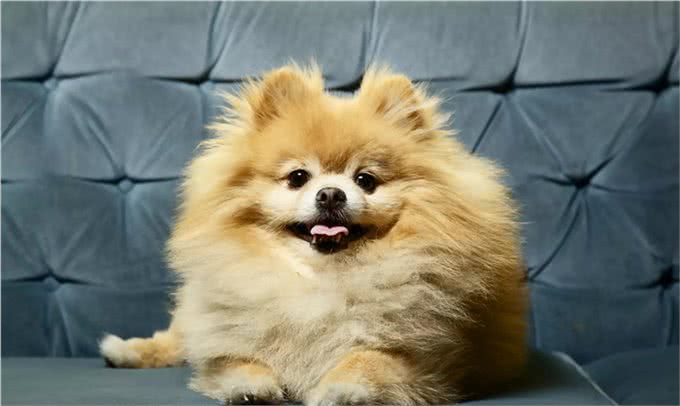 适合老年人训养的十大狗狗推荐,它们都以温顺著称