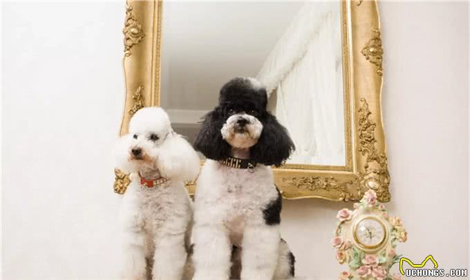 适合老年人训养的十大狗狗推荐,它们都以温顺著称