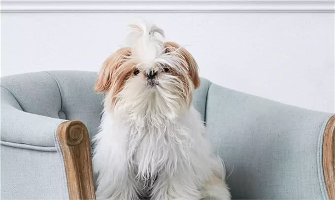 适合老年人训养的十大狗狗推荐,它们都以温顺著称