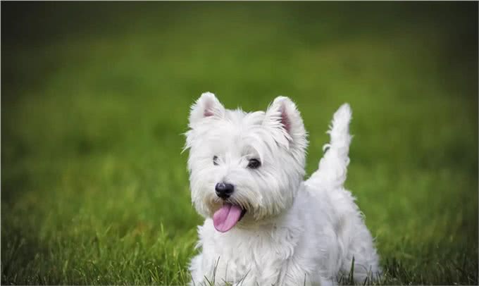 适合老年人训养的十大狗狗推荐,它们都以温顺著称