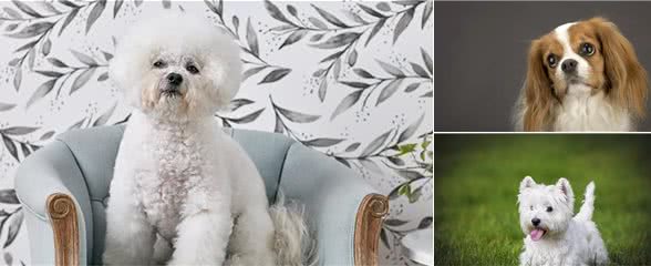 适合老年人训养的十大狗狗推荐,它们都以温顺著称