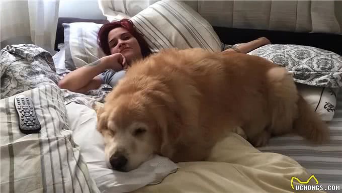 金毛犬共眠:甜蜜与挑战并存