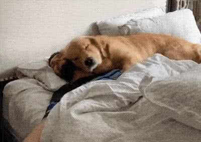 金毛犬共眠:甜蜜与挑战并存