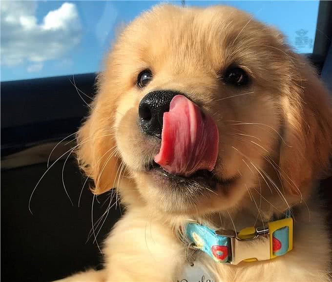 金毛犬共眠:甜蜜与挑战并存