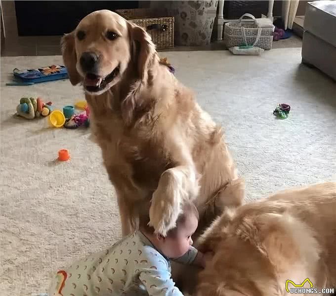 金毛犬共眠:甜蜜与挑战并存